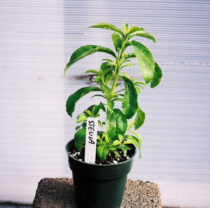 weight loss garden 1
